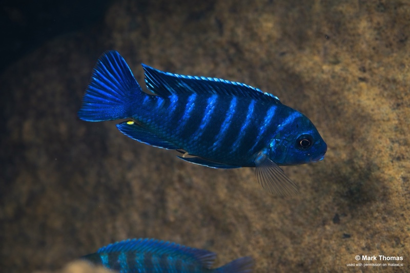 Maylandia sp. 'dolphin' Thumbi Reef